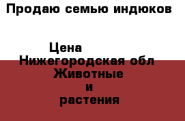Продаю семью индюков › Цена ­ 9 000 - Нижегородская обл. Животные и растения » Птицы   